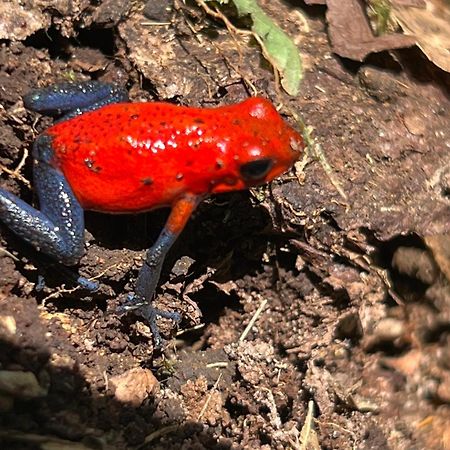Hotel Arte Natura La Fortuna Εξωτερικό φωτογραφία