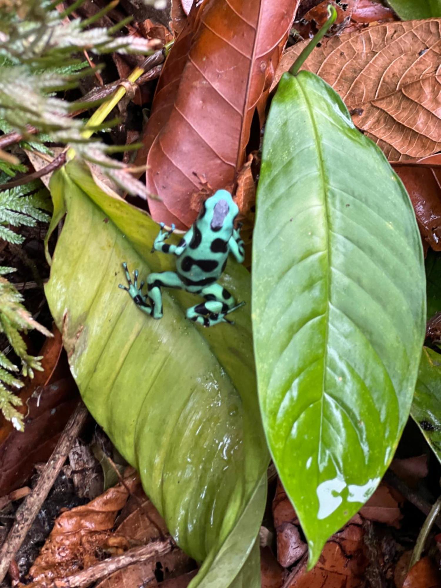 Hotel Arte Natura La Fortuna Εξωτερικό φωτογραφία