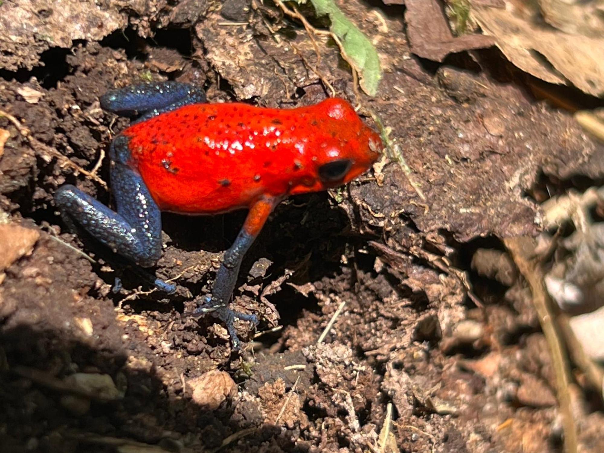 Hotel Arte Natura La Fortuna Εξωτερικό φωτογραφία